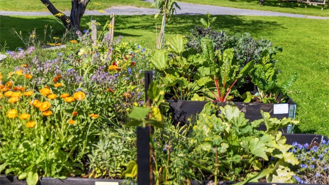 Store pallekarmer med vekster