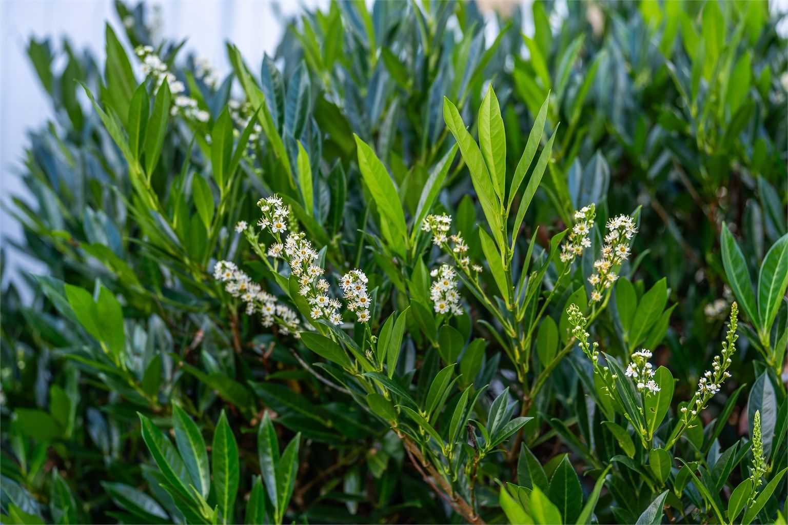 Etablert beplantning pryder hagen.