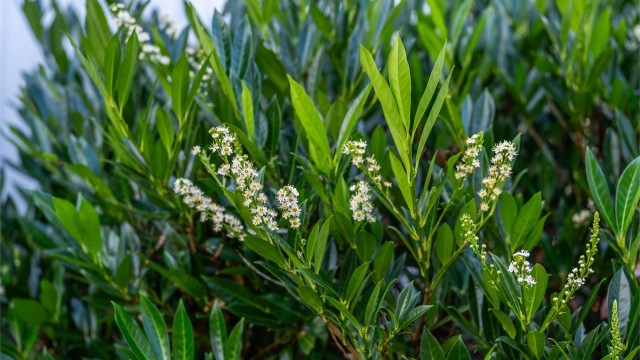 Etablert beplantning pryder hagen.