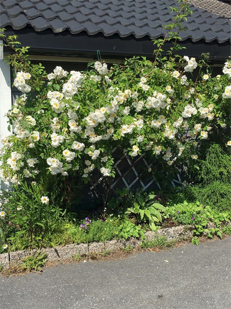 selgers egne sommerbilder. 