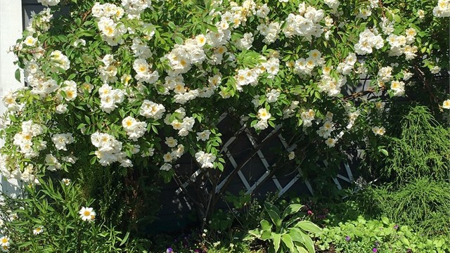 selgers egne sommerbilder.