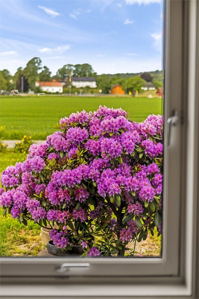 Utsikt fra et av vinduene mot de grønne omgivelsene.