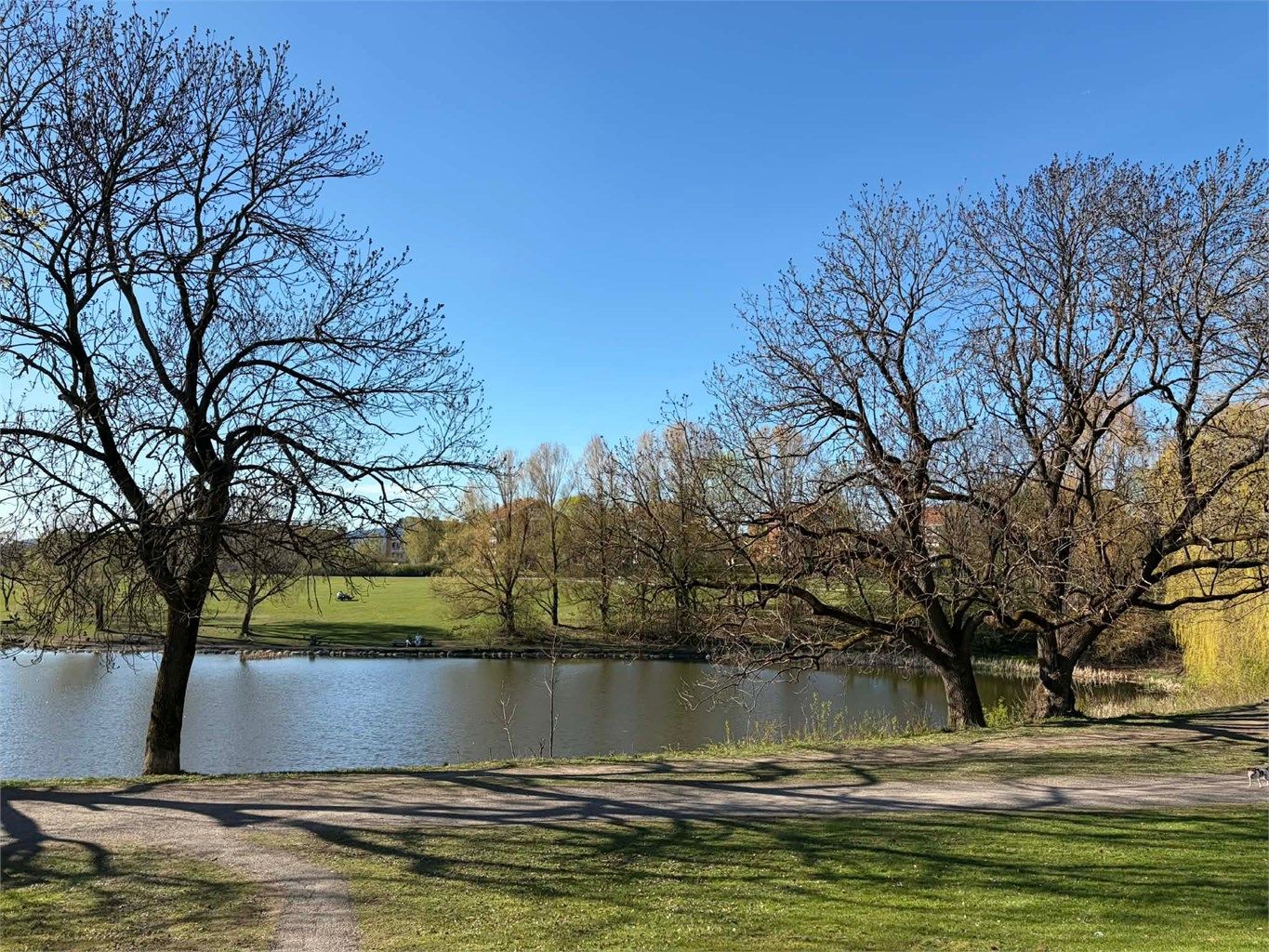 Hovindammen i umiddelbar nærhet.