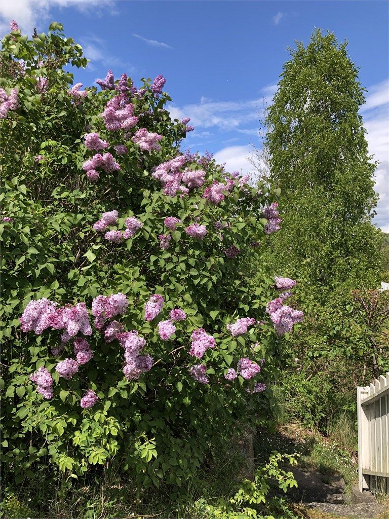Sommer i hagen - selgers private bilde