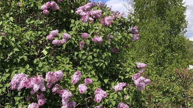 Sommer i hagen - selgers private bilde