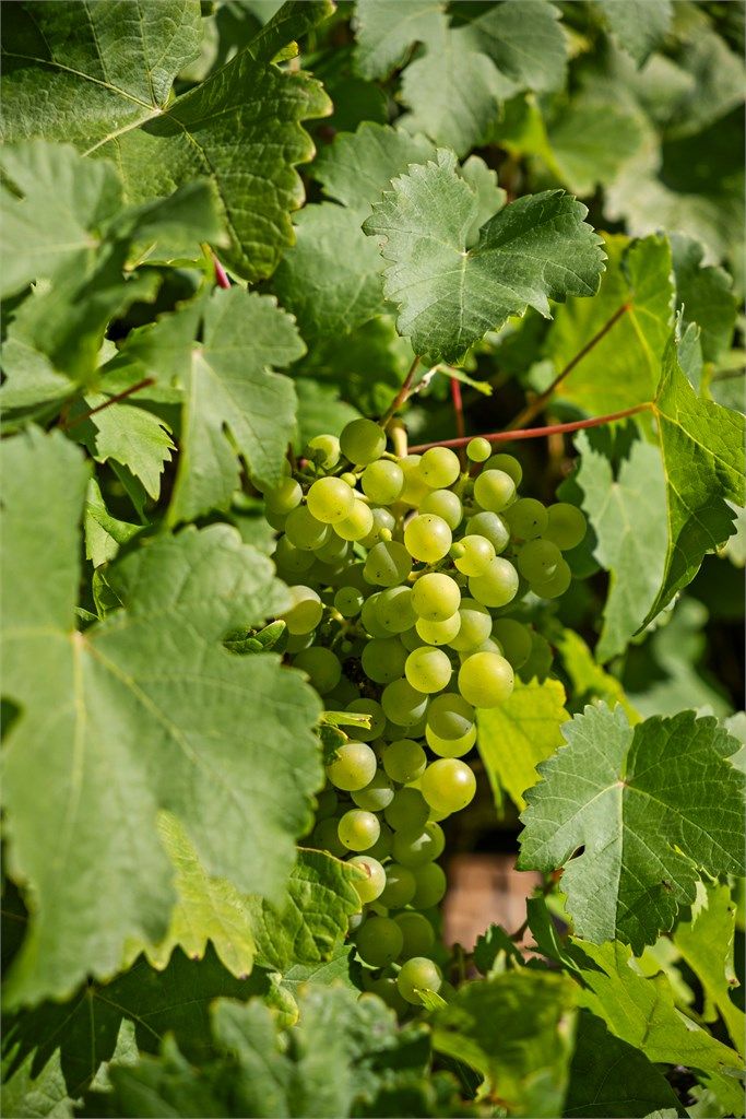 Frodig beplantning med vindruer langs fasaden.