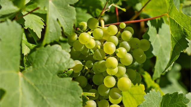 Frodig beplantning med vindruer langs fasaden.