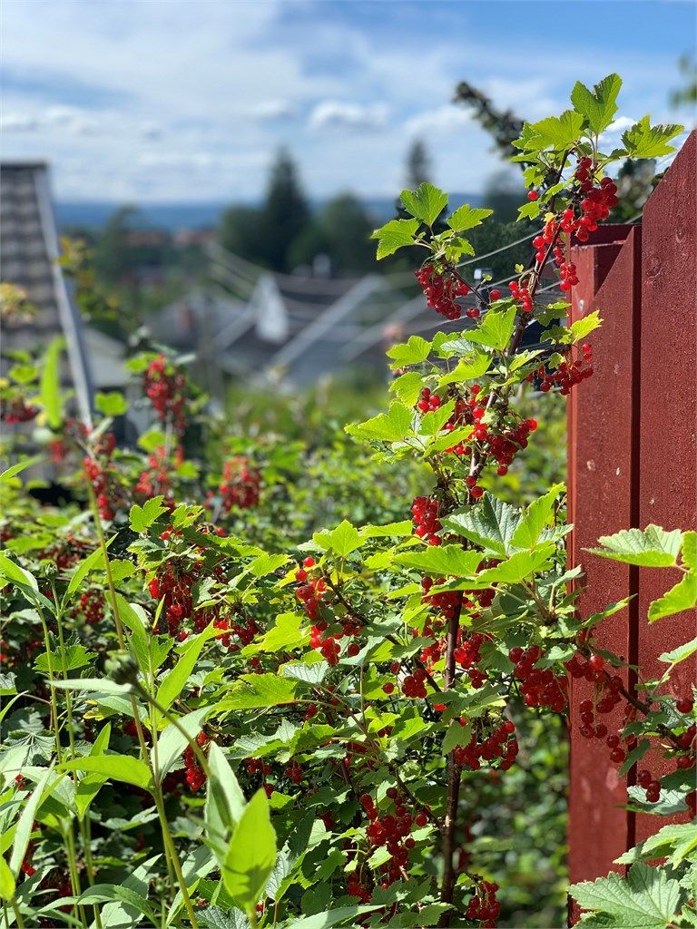 I hagen er det dekorative og nyttige vekster som rips, oppstammede stikkelsbær og epler. Foto - Selger.jpg