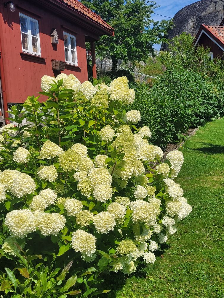 Syrinhortensia i hagen.