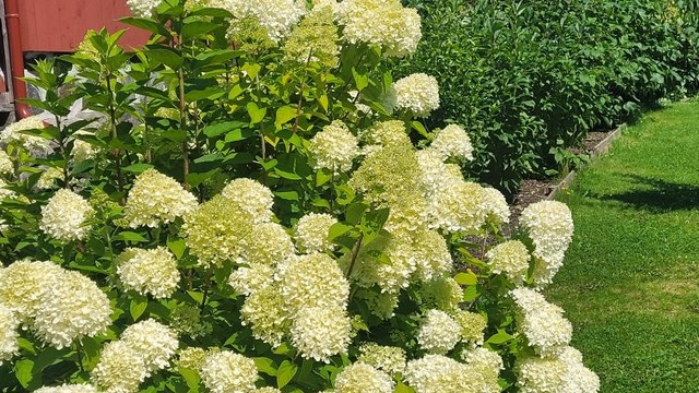 Syrinhortensia i hagen.