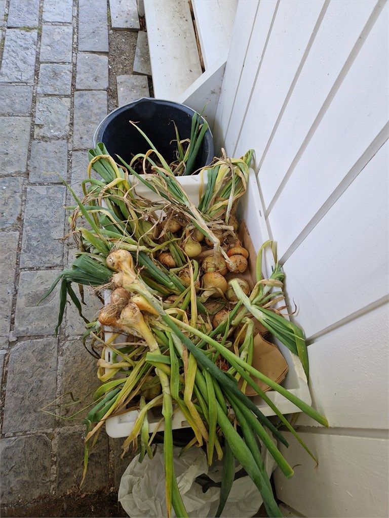 Egendyrket mat fra eiendommen. (Bilde fra selger)