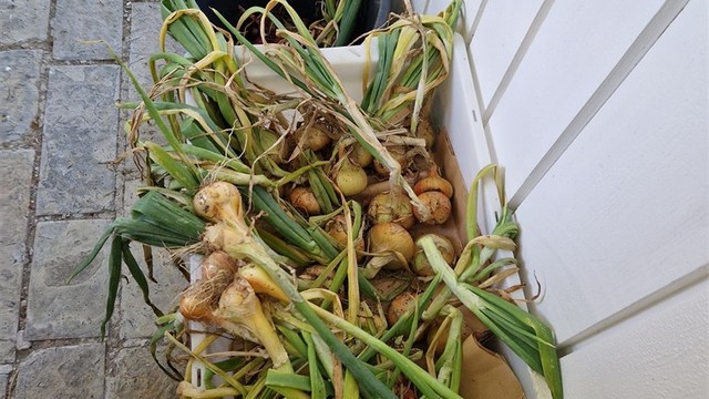 Egendyrket mat fra eiendommen. (Bilde fra selger)