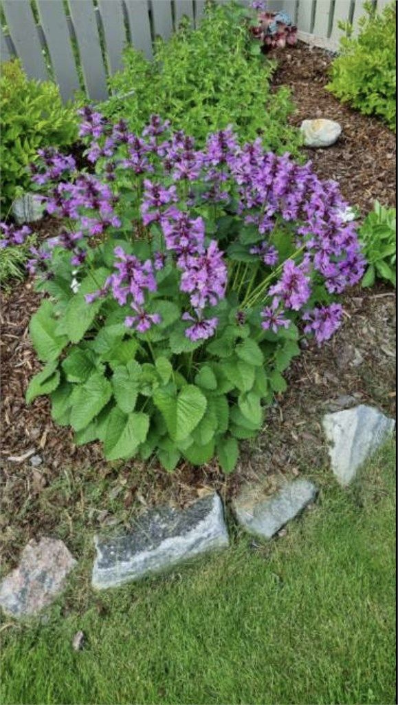 Detalj fra hagens beplantning.