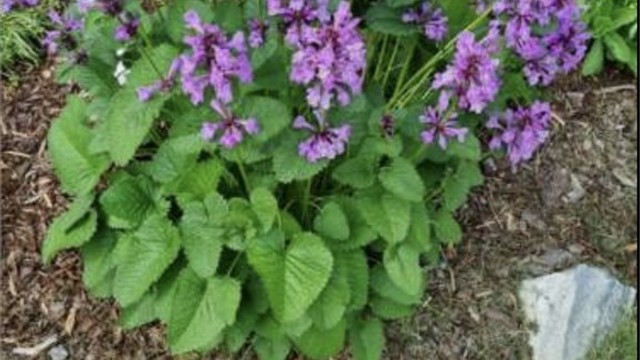 Detalj fra hagens beplantning.