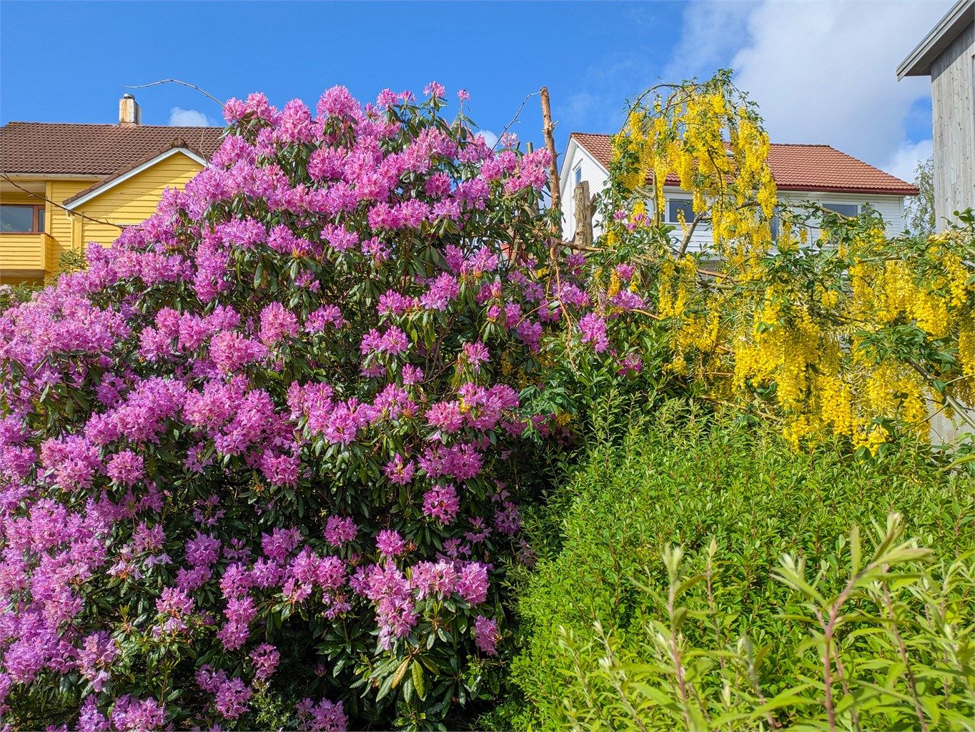 Detalj fra den fargerike og blomstrende hagen.
