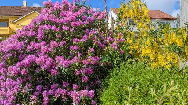Detalj fra den fargerike og blomstrende hagen.