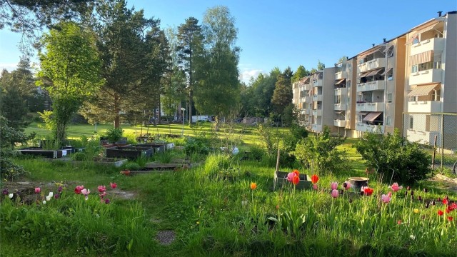 Borettslaget har satt av plass til et dyrkeområde på fellesarealene i borettslaget, hvor beboere kan sette opp plantekasser.