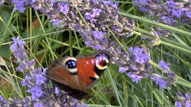 Hagens beplantning inviterer både bier og sommerfugler på besøk.