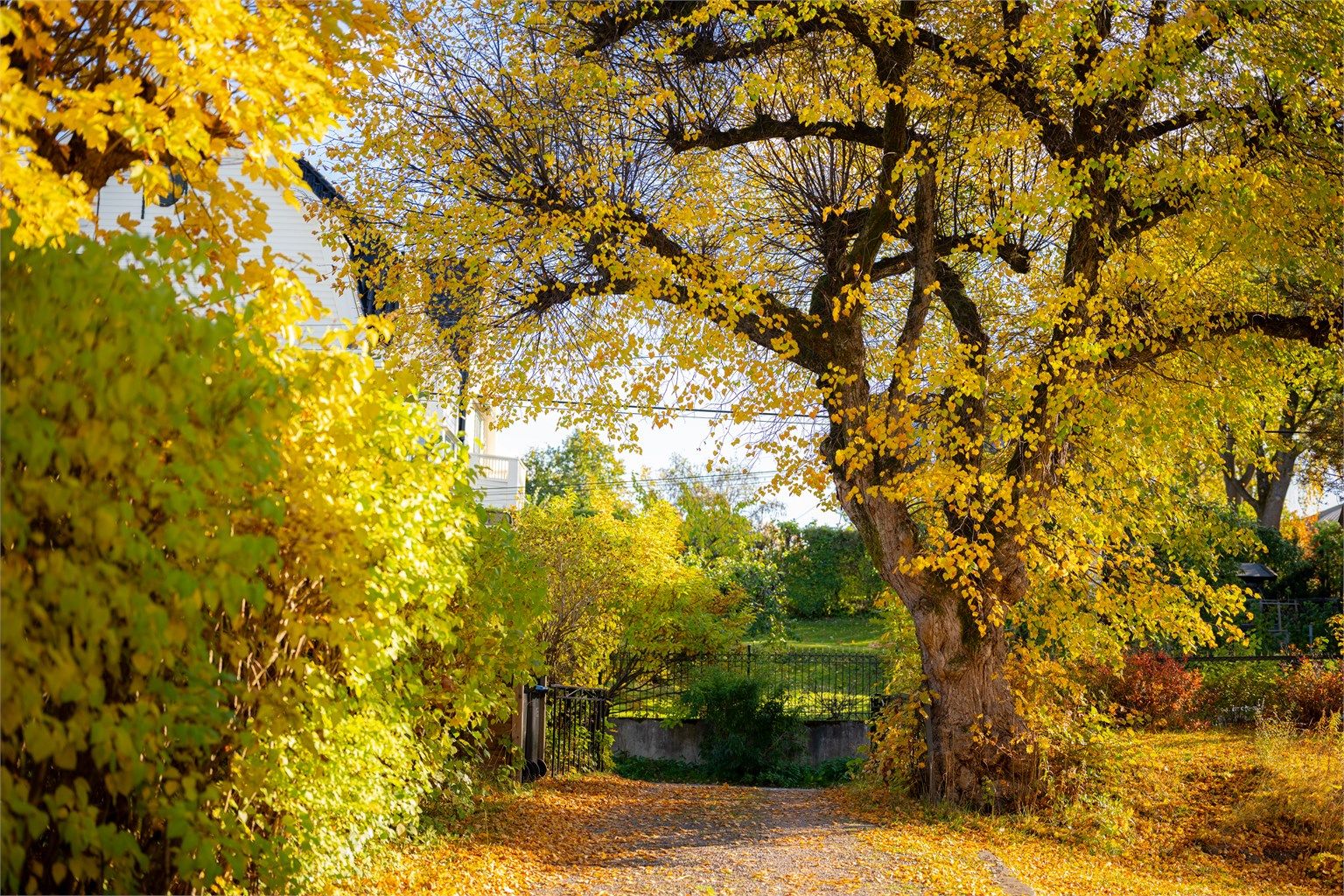 Innkjørsel til tomten.