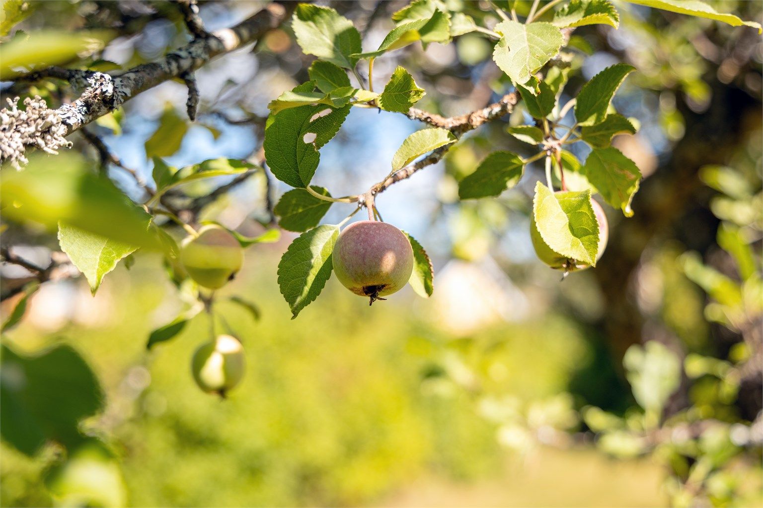 I hagen finnes frukttrær og diverse beplantning.