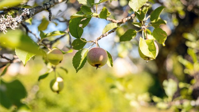 I hagen finnes frukttrær og diverse beplantning.
