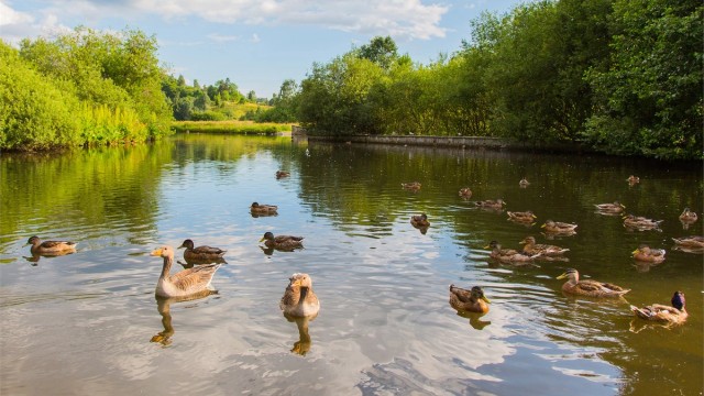 Østensjøvannet - med sitt yrende fugleliv, og fine gå- løpe- sykleturer rundt vannet. (ca. 4,5 km)
