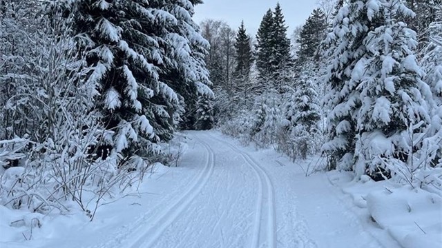 Flere skiløyper rett utenfor