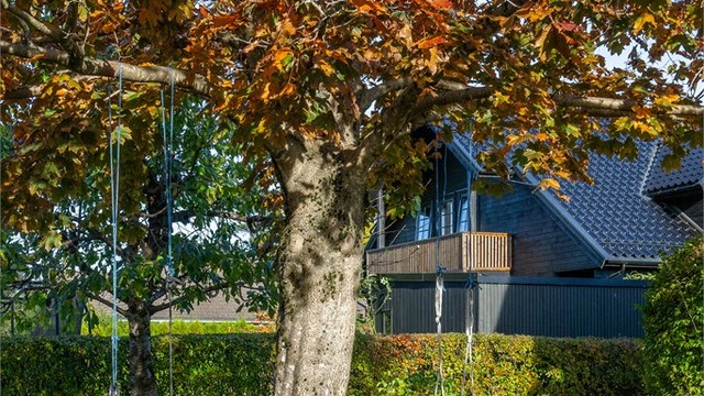 Etablert lønnetre i hagen med montert huske.
