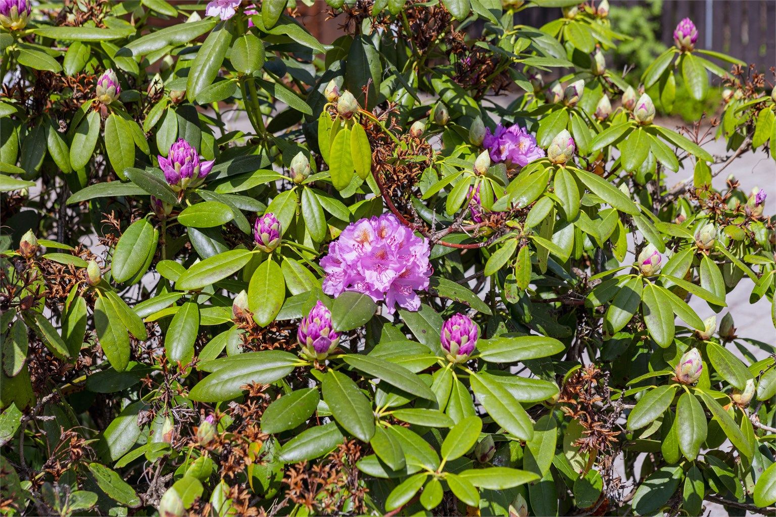Frodig og vakker beplantning sørger for fargerike innslag og blomstring gjennom sesongen. Her sees en nydelig Rhododendron. 