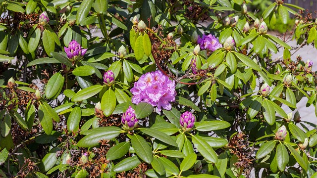 Frodig og vakker beplantning sørger for fargerike innslag og blomstring gjennom sesongen. Her sees en nydelig Rhododendron.