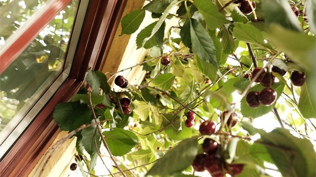 Selgers eget bilde av kirsebærene utenfor kjøkkenvinduet. Tenk når de blomstrer!