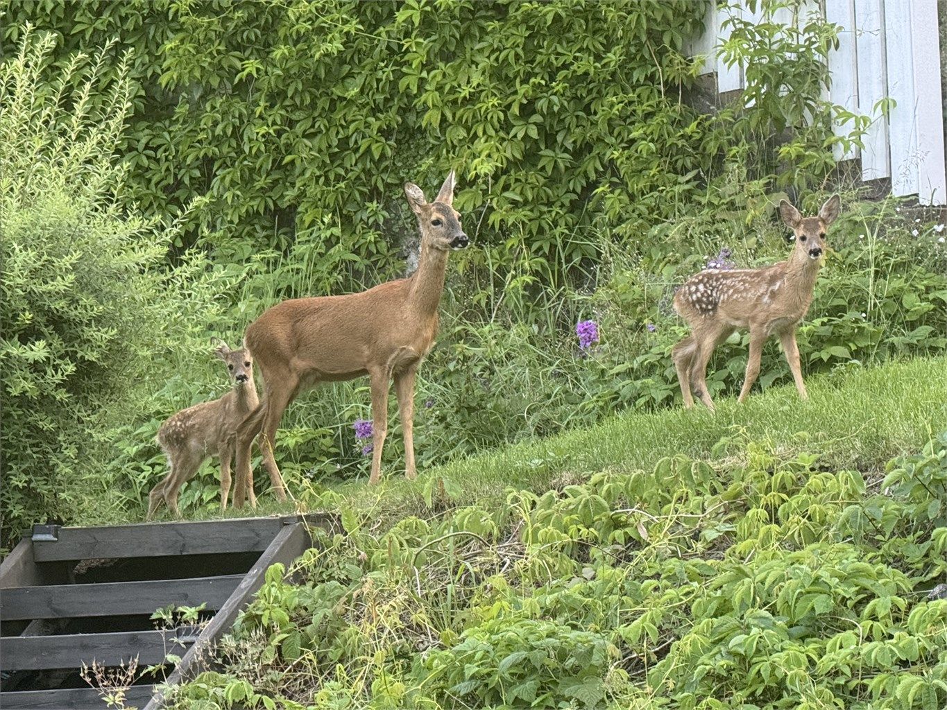 Bambi m/familie på besøk i hagen - Selgers private bilde