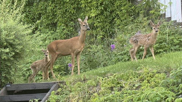 Bambi m/familie på besøk i hagen - Selgers private bilde