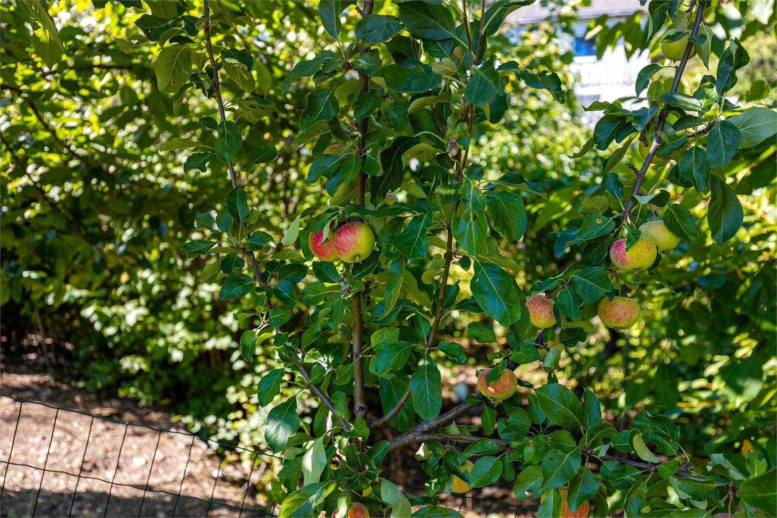 Frodig hage med frukttrær