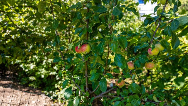 Frodig hage med frukttrær
