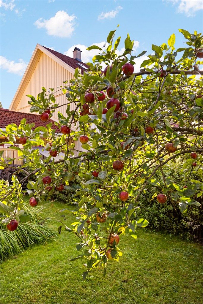 I hagen finnes blant annet et etablert epletre.