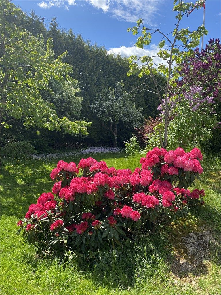 Selgers sommerbilde