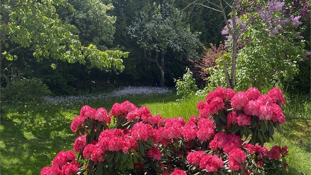 Selgers sommerbilde