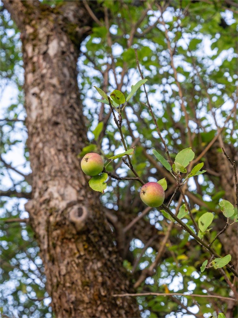Her kan man høste epler også. 