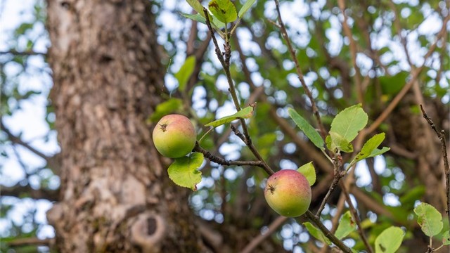 Her kan man høste epler også.