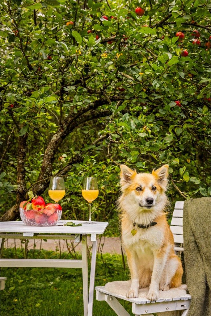 Dyrehold er tillatt og området er svært egnet for katt og hund