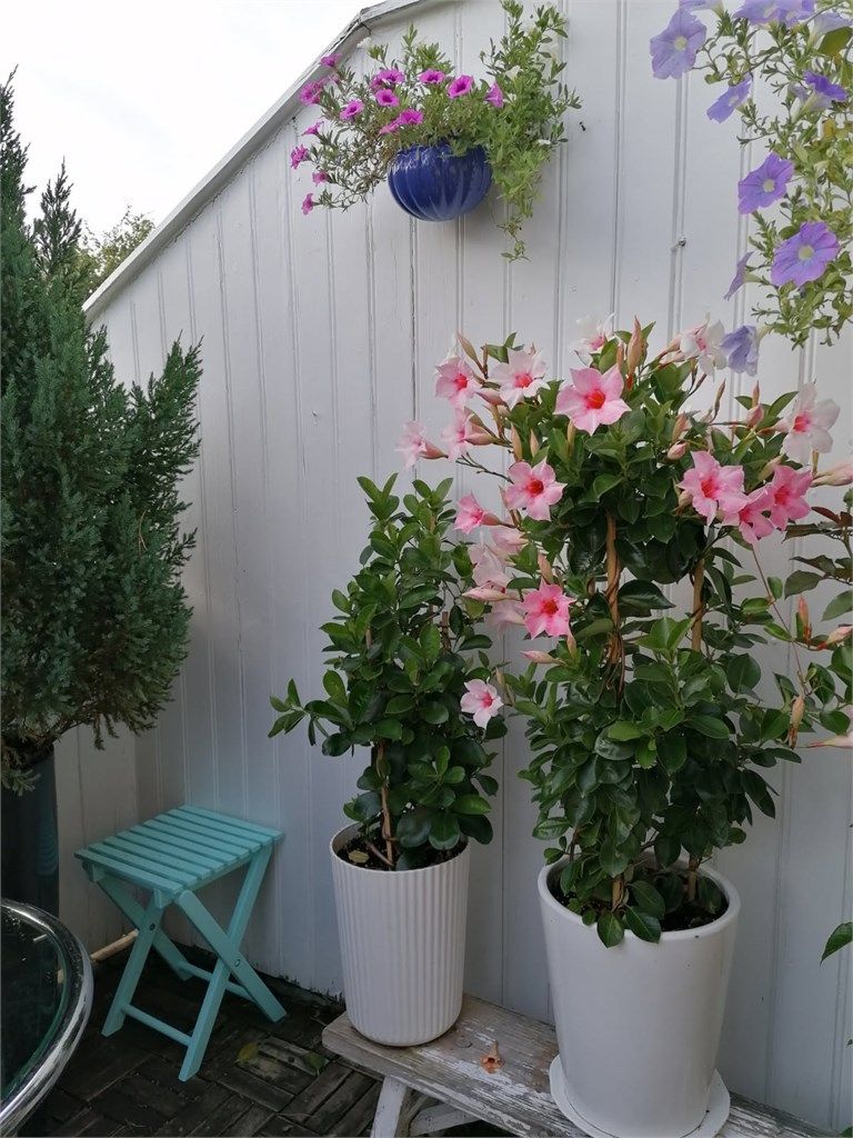En solrik og skjermet terrasse der plantene trives svært godt.