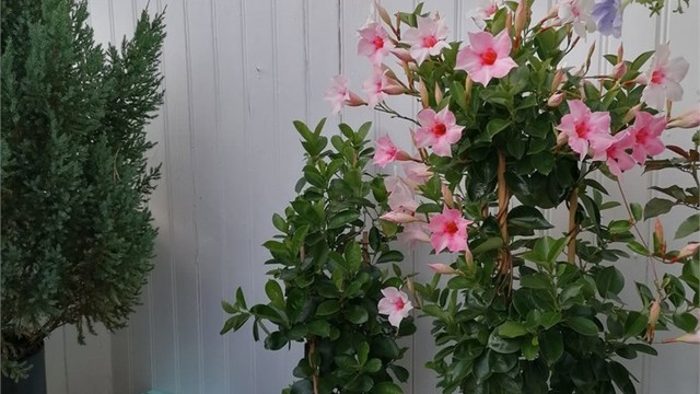 En solrik og skjermet terrasse der plantene trives svært godt.