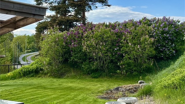 De blomstrende syrinbuskene skaper en frodig og innbydende ramme rundt uteområdet.