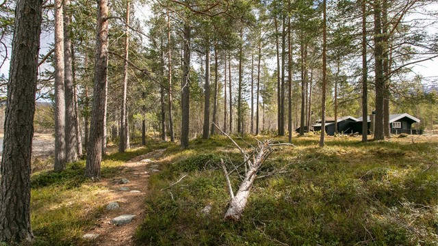 Turstier starter rett utenfor døren og leder inn i et stort turområde.