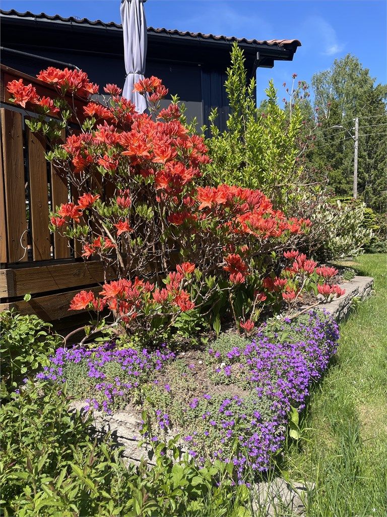 Et av mange fargerike beplantninger som omkranser eiendommen.  (Privat sommerbilde.)