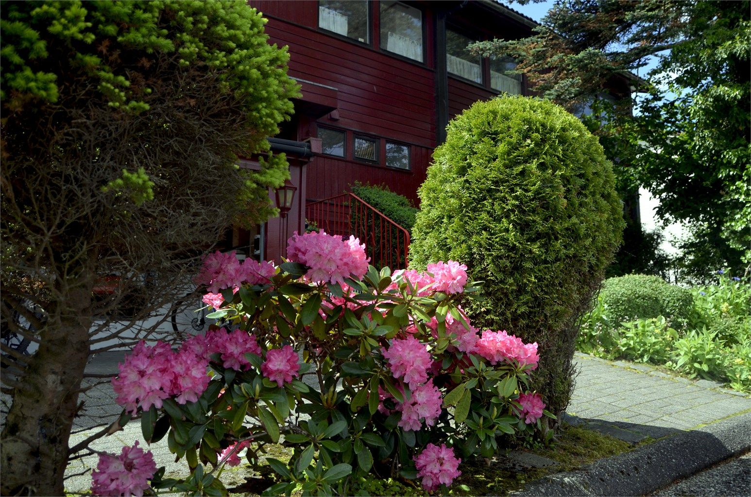 Rhododendron.JPG