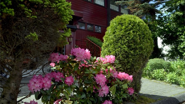Rhododendron.JPG