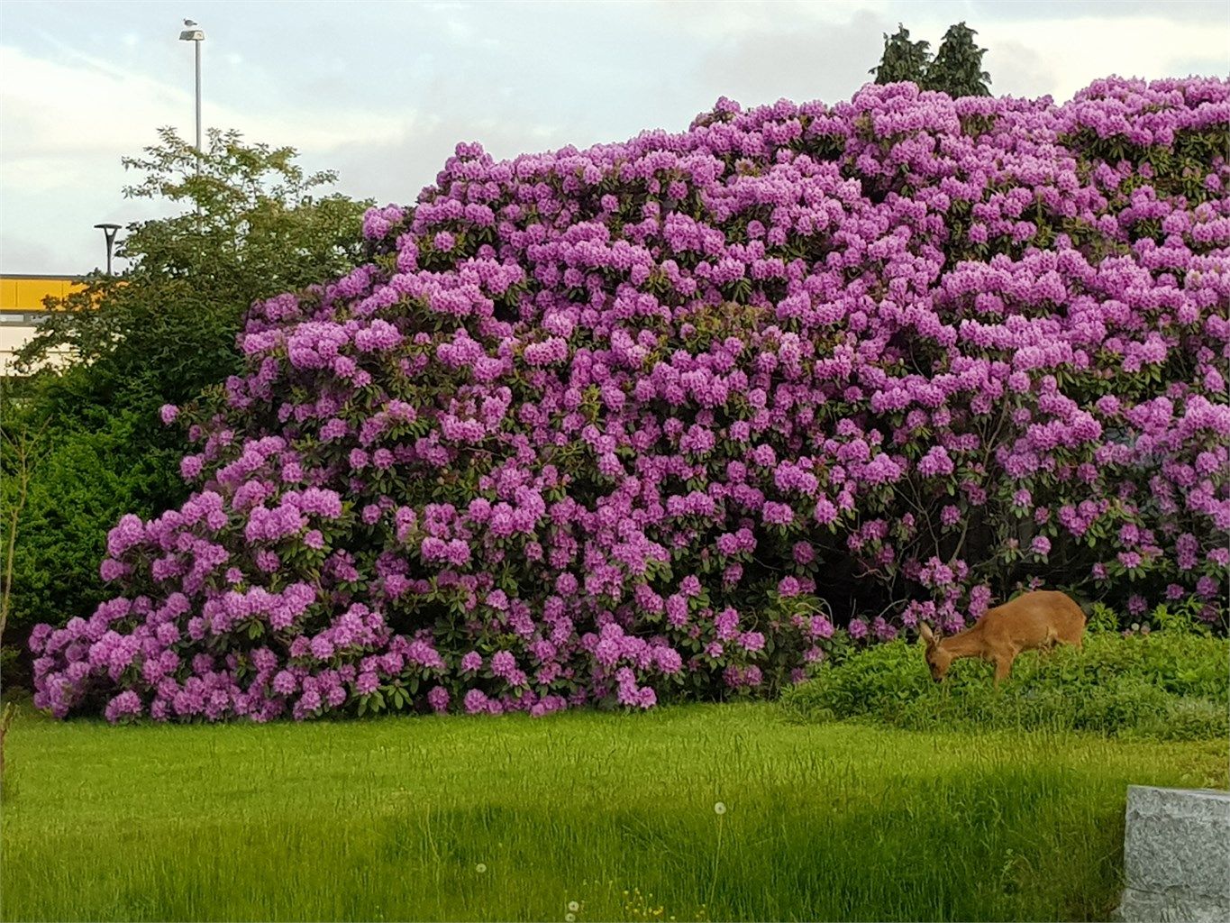 Vestfolds kanskje største Rhododendron i full blomst.