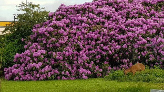 Vestfolds kanskje største Rhododendron i full blomst.